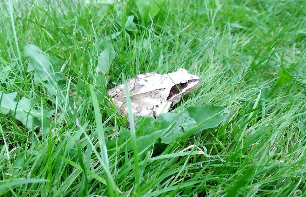 The frog for a new beginning