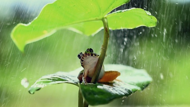 Frosch